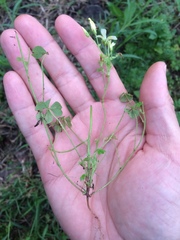 Oxalis niederleinii