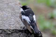 Ficedula semitorquata