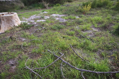 Senecio littoreus littoreus