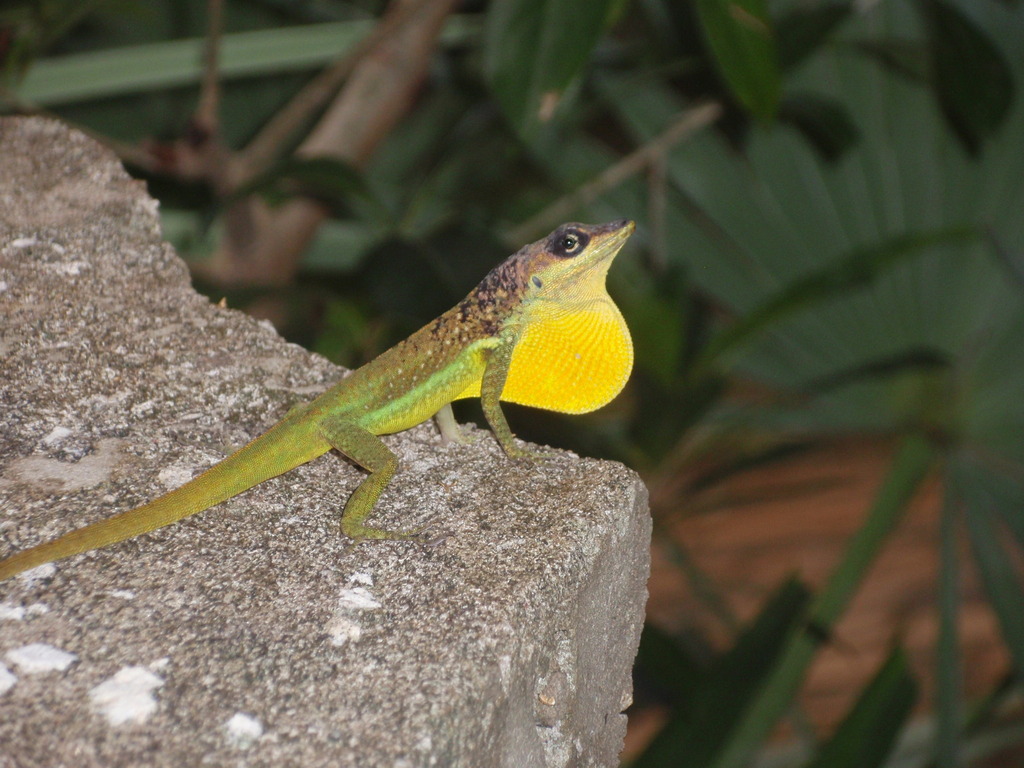 Barbados Anole