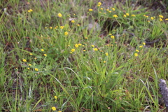 Senecio littoreus littoreus