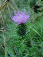 Cirsium vulgare