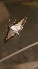 Cydalima perspectalis