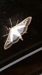 Cydalima perspectalis