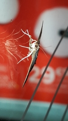 Cydalima perspectalis