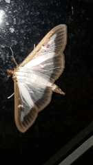 Cydalima perspectalis