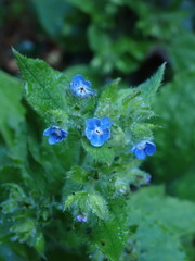 Pentaglottis sempervirens