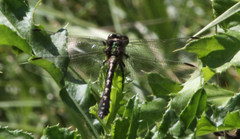 Ophiogomphus