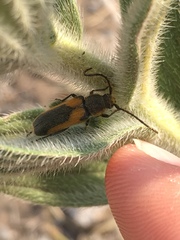 Crossidius pulchellus