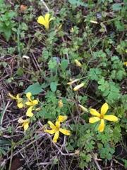 Oxalis niederleinii