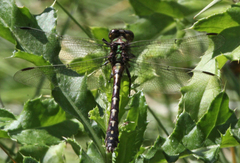 Ophiogomphus
