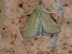 Stemmatophora vulpecalis