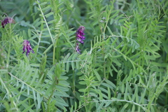 Vicia eriocarpa