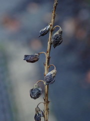 Melilotus officinalis