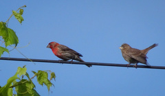 Haemorhous mexicanus