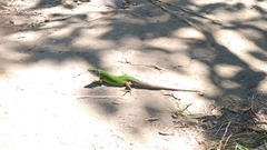 Lacerta viridis