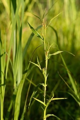 Hackelochloa granularis