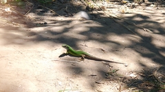 Lacerta viridis