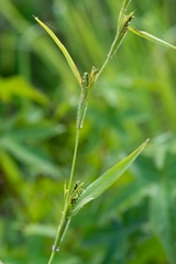 Hackelochloa granularis