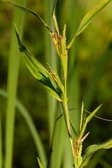 Hackelochloa granularis