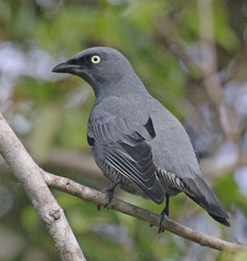 Barred Cuckooshrike photo 2