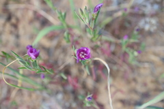 Clarkia purpurea
