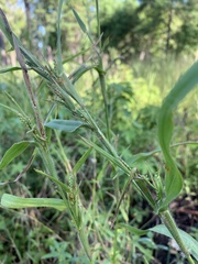 Hackelochloa granularis