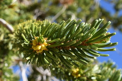 Pinus balfouriana austrina