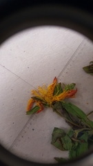 Hypericum ellipticum