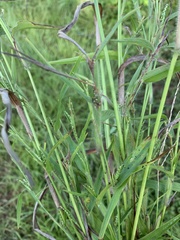 Hackelochloa granularis