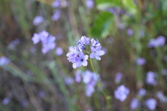 Gilia achilleifolia