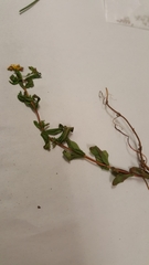 Hypericum ellipticum