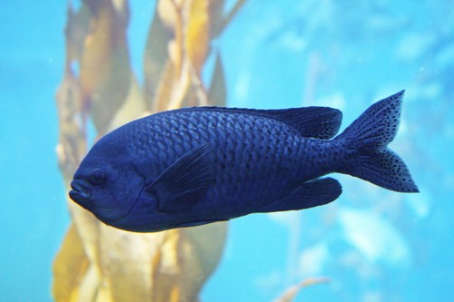 Blacksmith Chromis