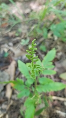 Sceptridium biternatum image