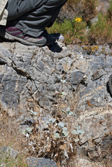 Bahiopsis reticulata