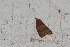 Cenopis diluticostana