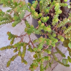 Sedum moranense