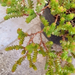 Sedum moranense