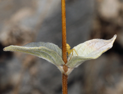 Bahiopsis reticulata