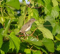 Vireo olivaceus