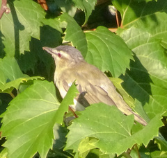 Vireo olivaceus