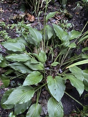 Hosta ventricosa