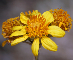 Bahiopsis reticulata