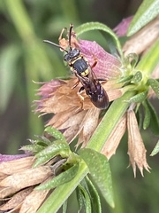 Nomada tiftonensis