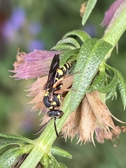 Nomada tiftonensis