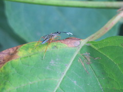 Polycyrtus neglectus