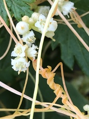 Cuscuta pentagona