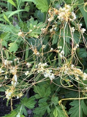 Cuscuta pentagona