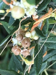Cuscuta pentagona