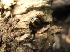 Prepopharus duponcheli